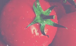 Tomatos